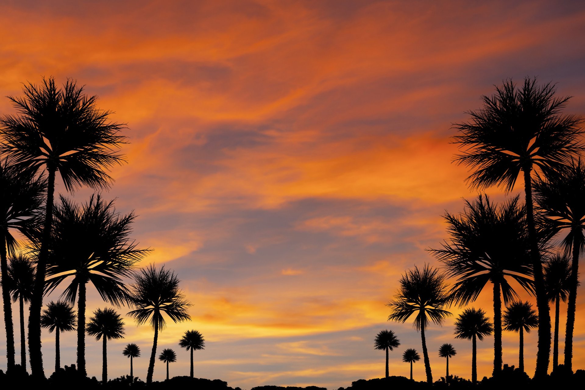 A sunset sky with clouds in orange in the background of silhouette palm trees in the foreground.
