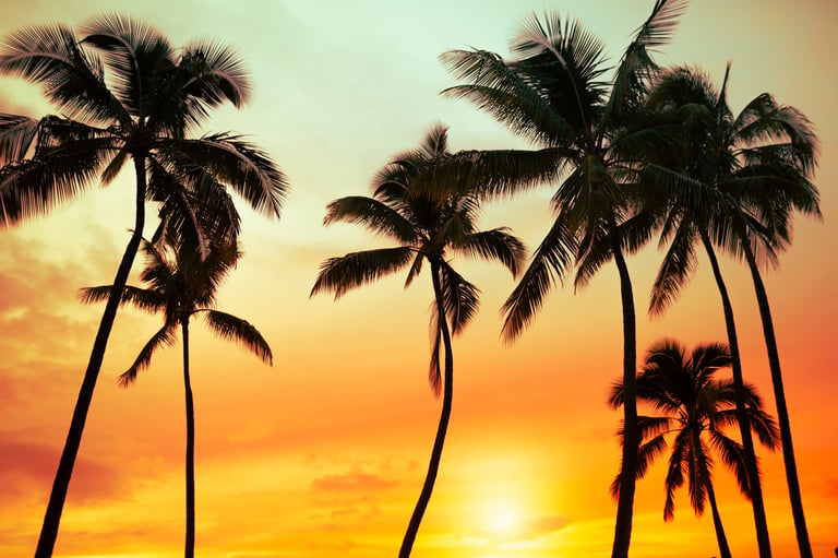 Tropical palm trees at sunset.