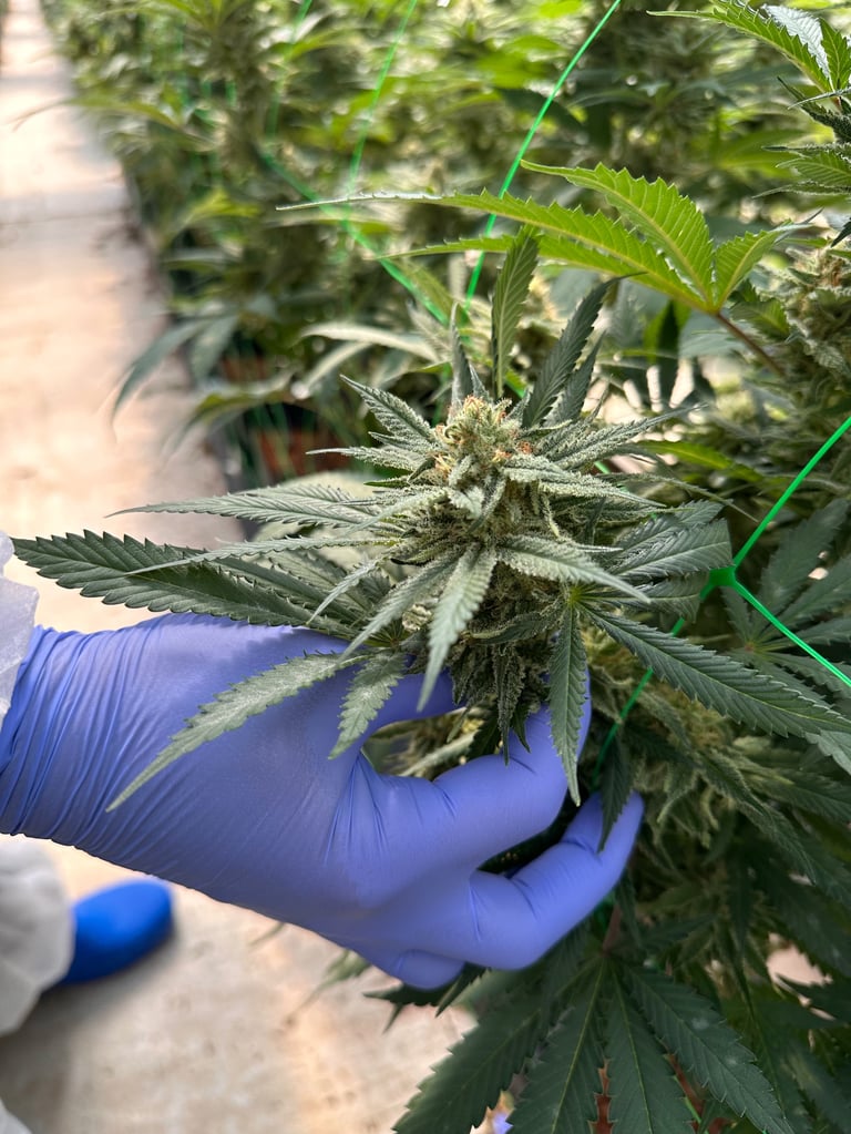 Hand in blue nitrile glove holding cannabis flower bud during harvest in indoor cultivation