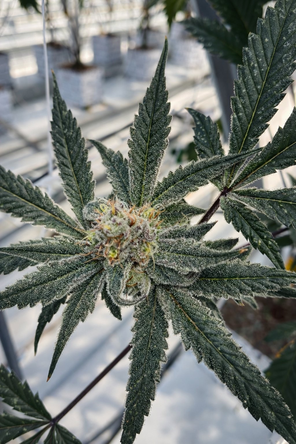 Close-up of a flowering cannabis plant with dense green leaves and a central flower bud surrounded by serrated foliage